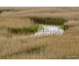 Grass Pattern