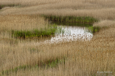 Grass Pattern