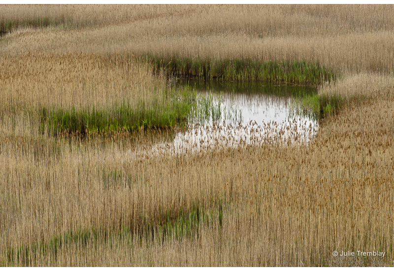 Grass Pattern