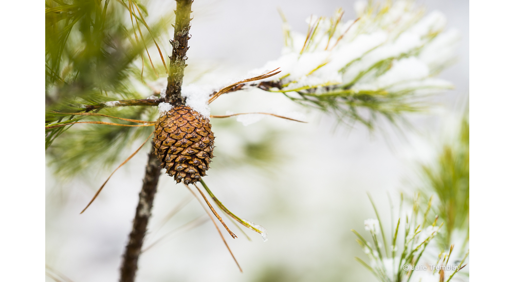 Prints Pine Cone