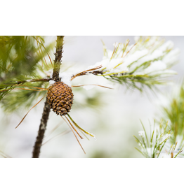 Pine Cone