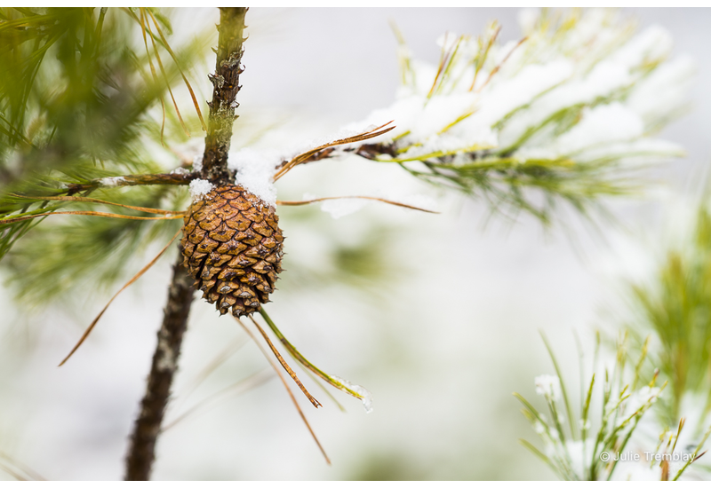 Pine Cone