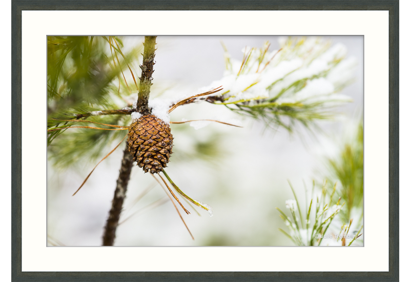 Prints Pine Cone