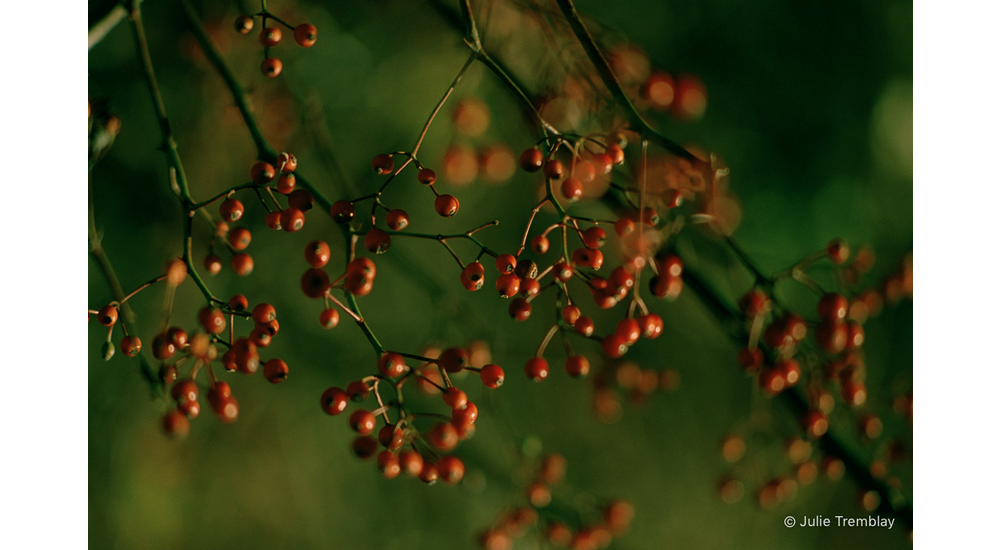 Berries