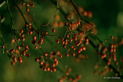 Berries