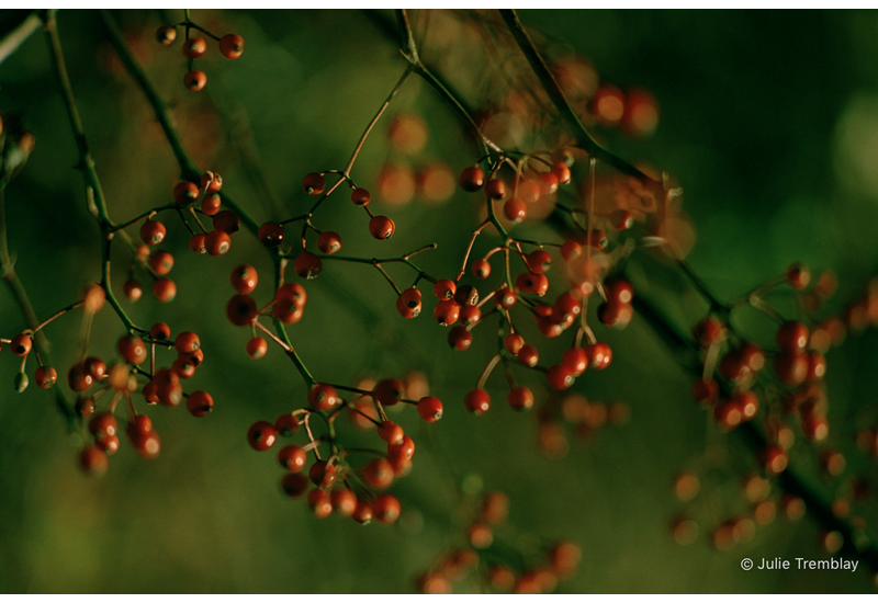 Berries