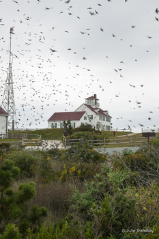 Bird Migration.