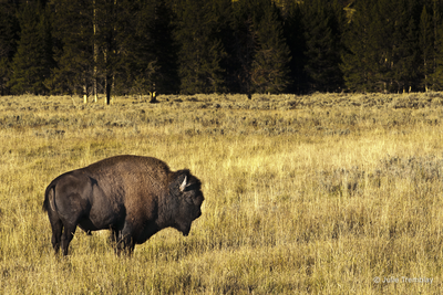 Bison 2