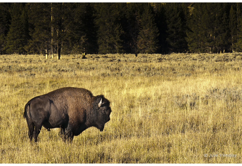 Bison 2