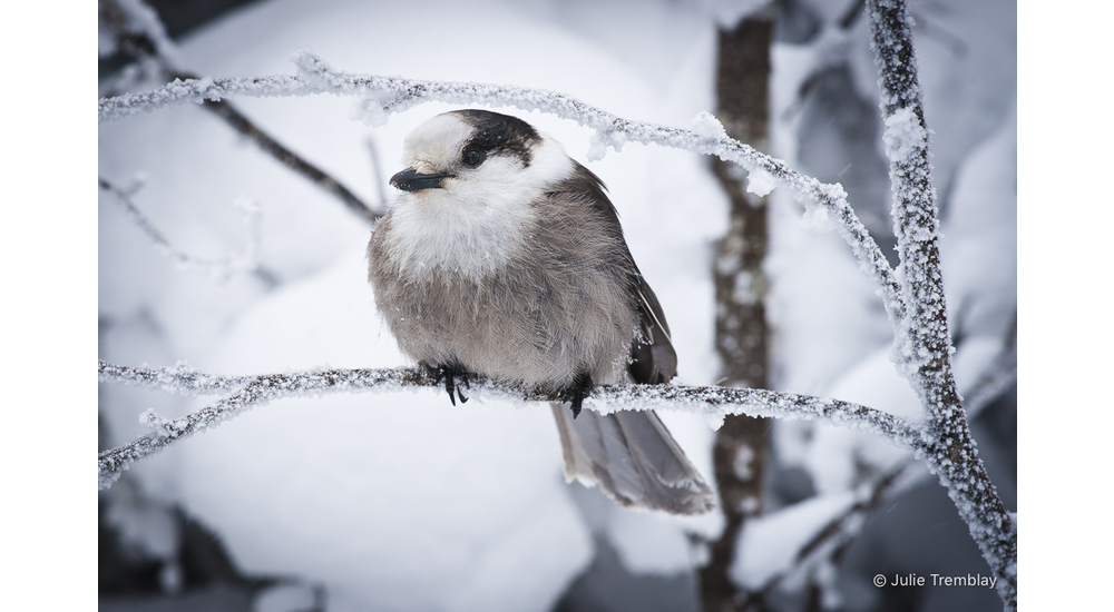 Gray Jay