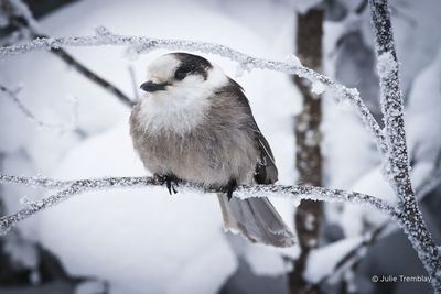 Gray Jay