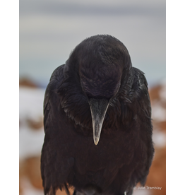 Most Popular/ stock items Raven