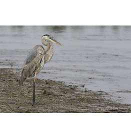 Blue Heron