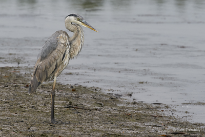 Blue Heron