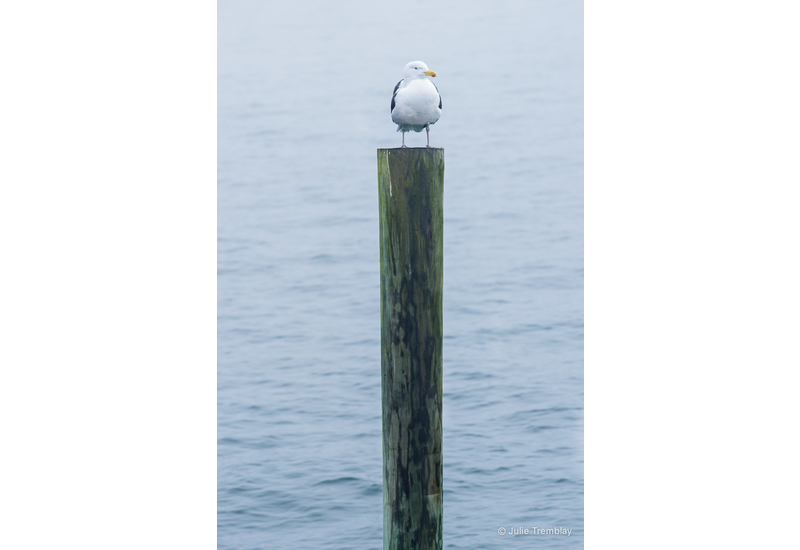 Gull Post