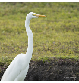 White Heron