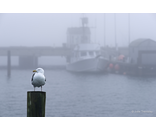 Harbor Gull