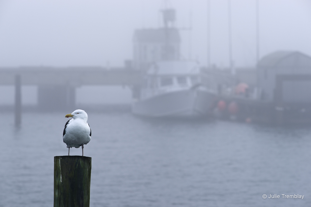 Harbor Gull