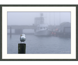 Harbor Gull