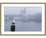 Harbor Gull