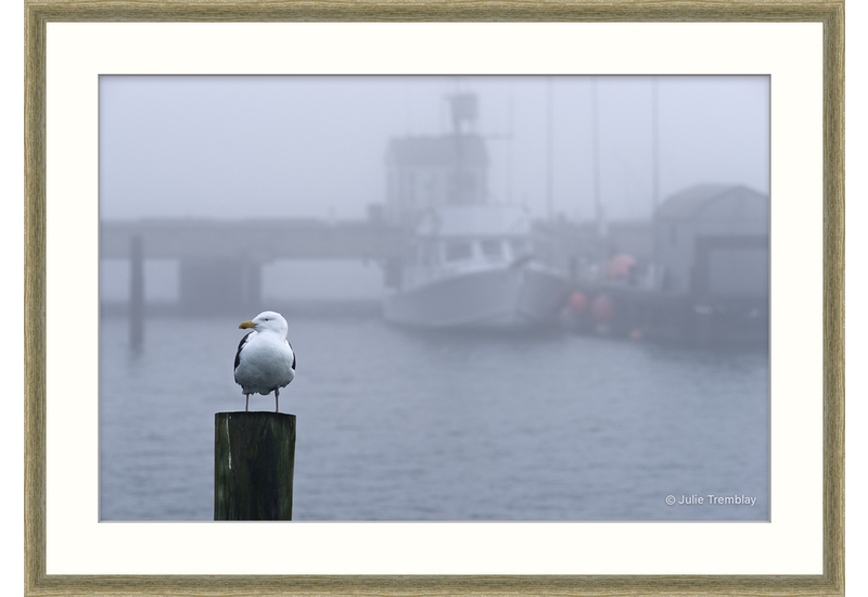 Harbor Gull