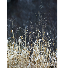 Most Popular/ stock items Reeds