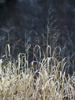 Reeds