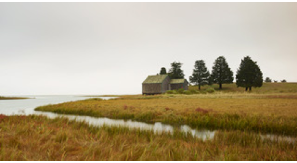 Wetland