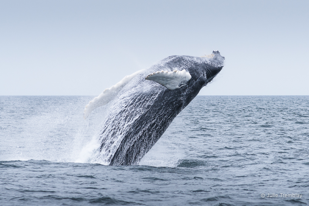 Most Popular/ stock items Breach 2