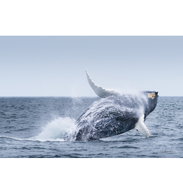 Most Popular/ stock items Breach 3