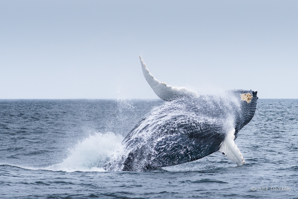 Most Popular/ stock items Breach 3