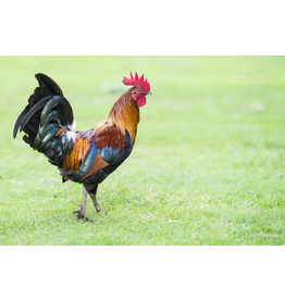 Hawaii Rooster