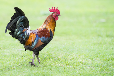 Hawaii Rooster