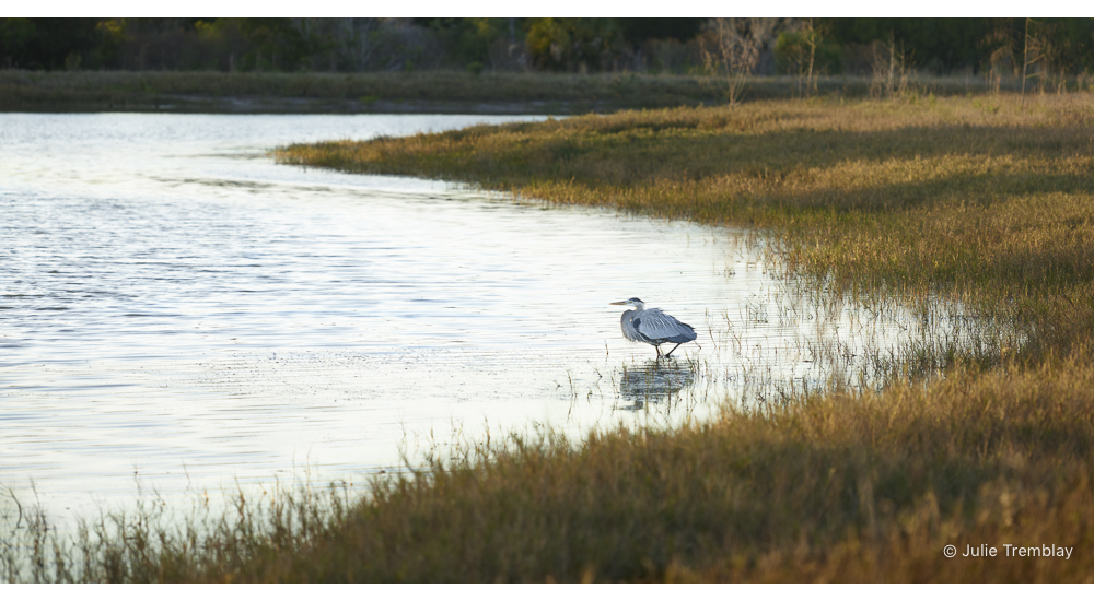 Heron Water