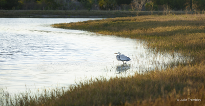 Heron Water