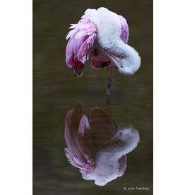 Most Popular/ stock items Spoonbill