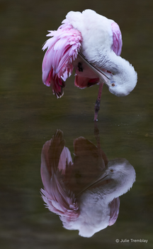 Spoonbill