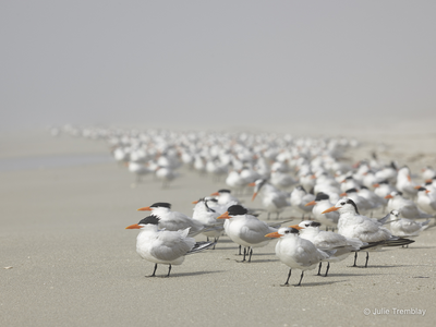 Royal Tern