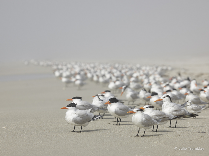 Most Popular/ stock items Royal Tern