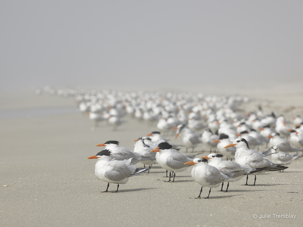 Most Popular/ stock items Royal Tern