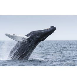 Most Popular/ stock items Breach 4