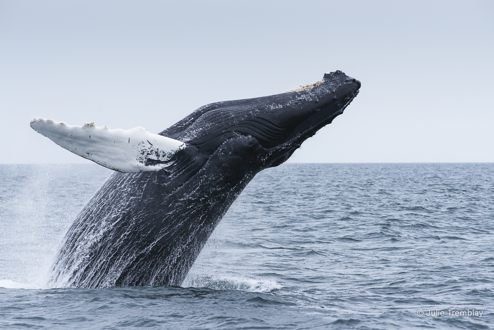 Most Popular/ stock items Breach 4