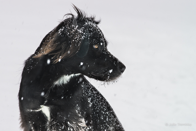 Sadie Profile
