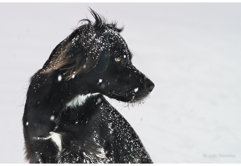 Sadie Profile