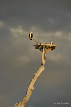 Osprey