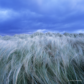 Ireland Grass