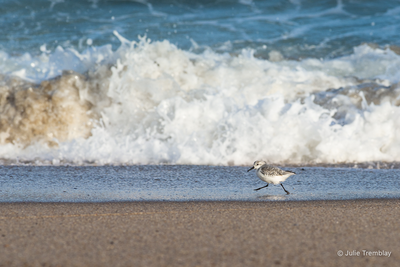 Sanderling