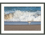 Most Popular/ stock items Sanderling