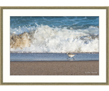 Most Popular/ stock items Sanderling