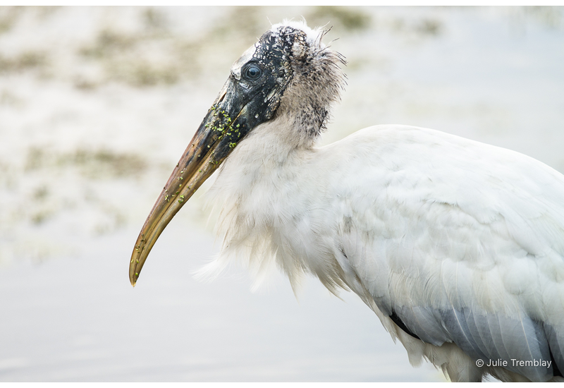 Wood Stork